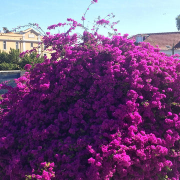 Cores de Natureza