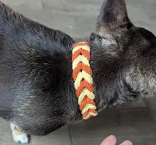 Puppy Collar 2 English_US