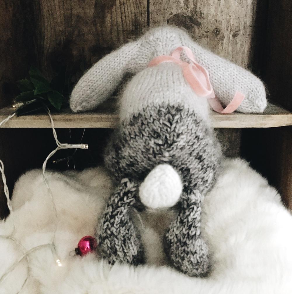 Holland Lop Rabbit