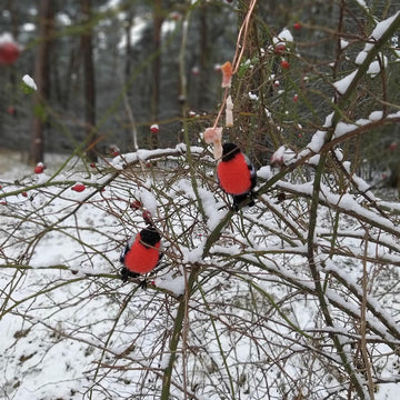 Bullfinch, Tit, Sparrow, Coalmouse bird, Amigurumi bird