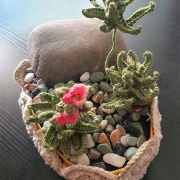 Succulent Hookeri Plant
