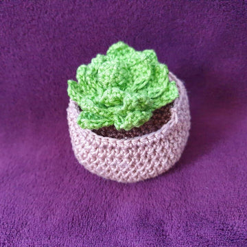 Succulent
