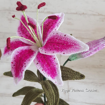 Stargazer Lily