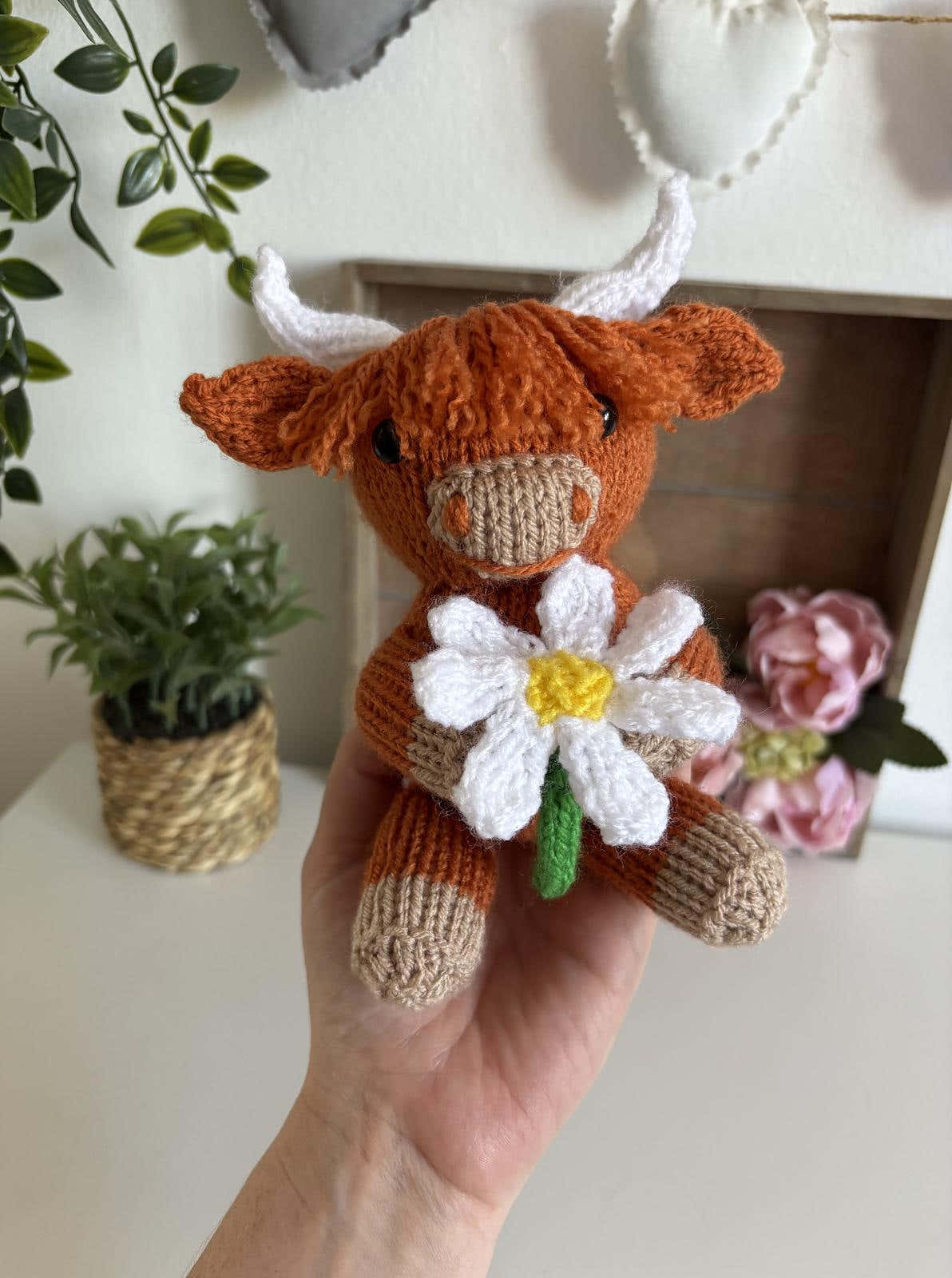 Daisy Highland Cow