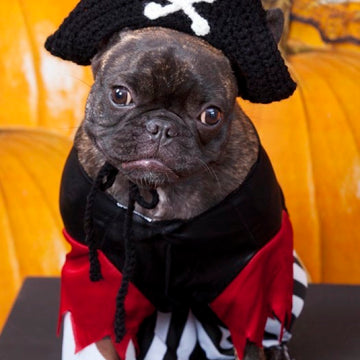 Puppy Pirate Hat in Red Heart Super Saver Economy Solids - LW2817