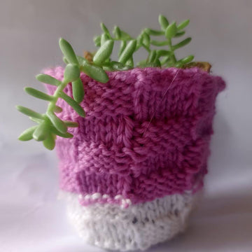 Bakers Basket Plant