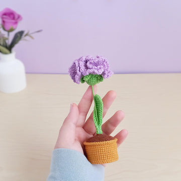 Carnation flower