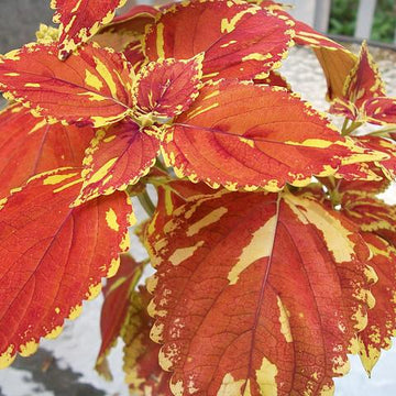 Flame Nettle