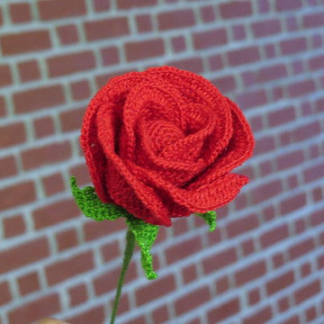 Rose half open bud