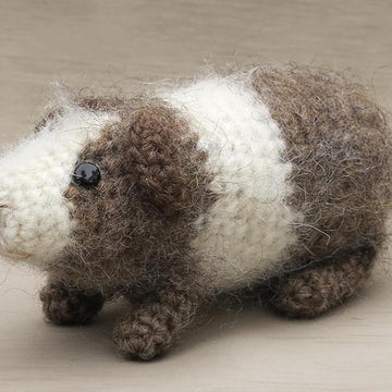 Cake the guinea pig