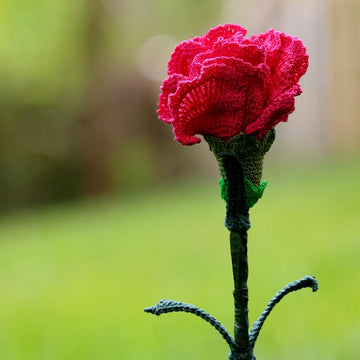 Flower of the gods: Carnation