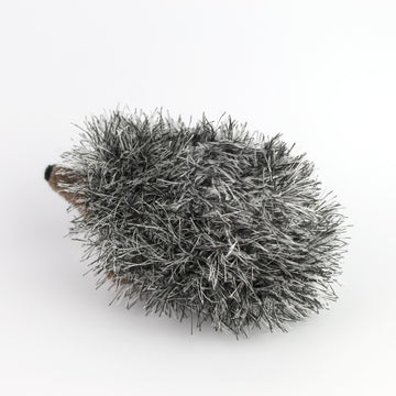 Curious hedgehog