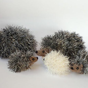 Curious hedgehog