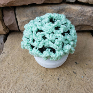 Sea Dragon succulent