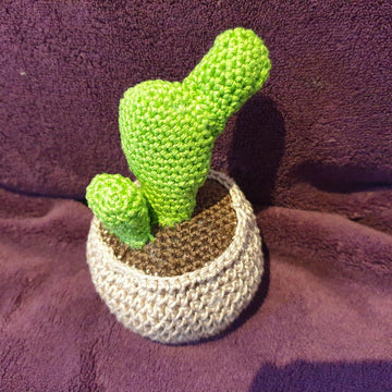 Bunny ears cactus