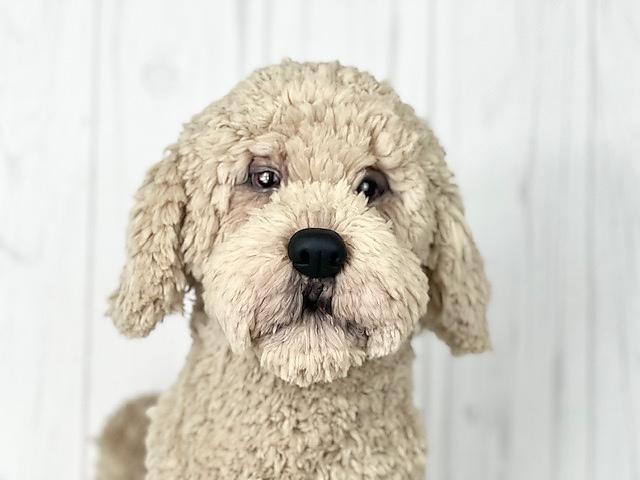 Havanese Dog