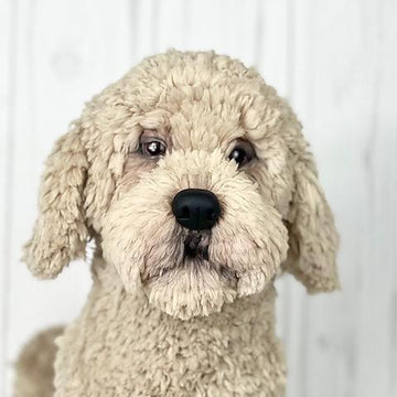 Havanese Dog