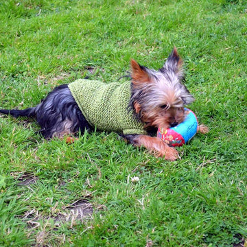 Cute Dog Sweater (4 sizes)