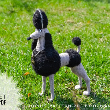 Black Persephone the poodle dog