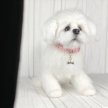 Maltese Puppy