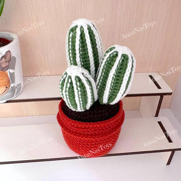 Cactus 3 in a pot