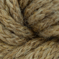 Camel (6)