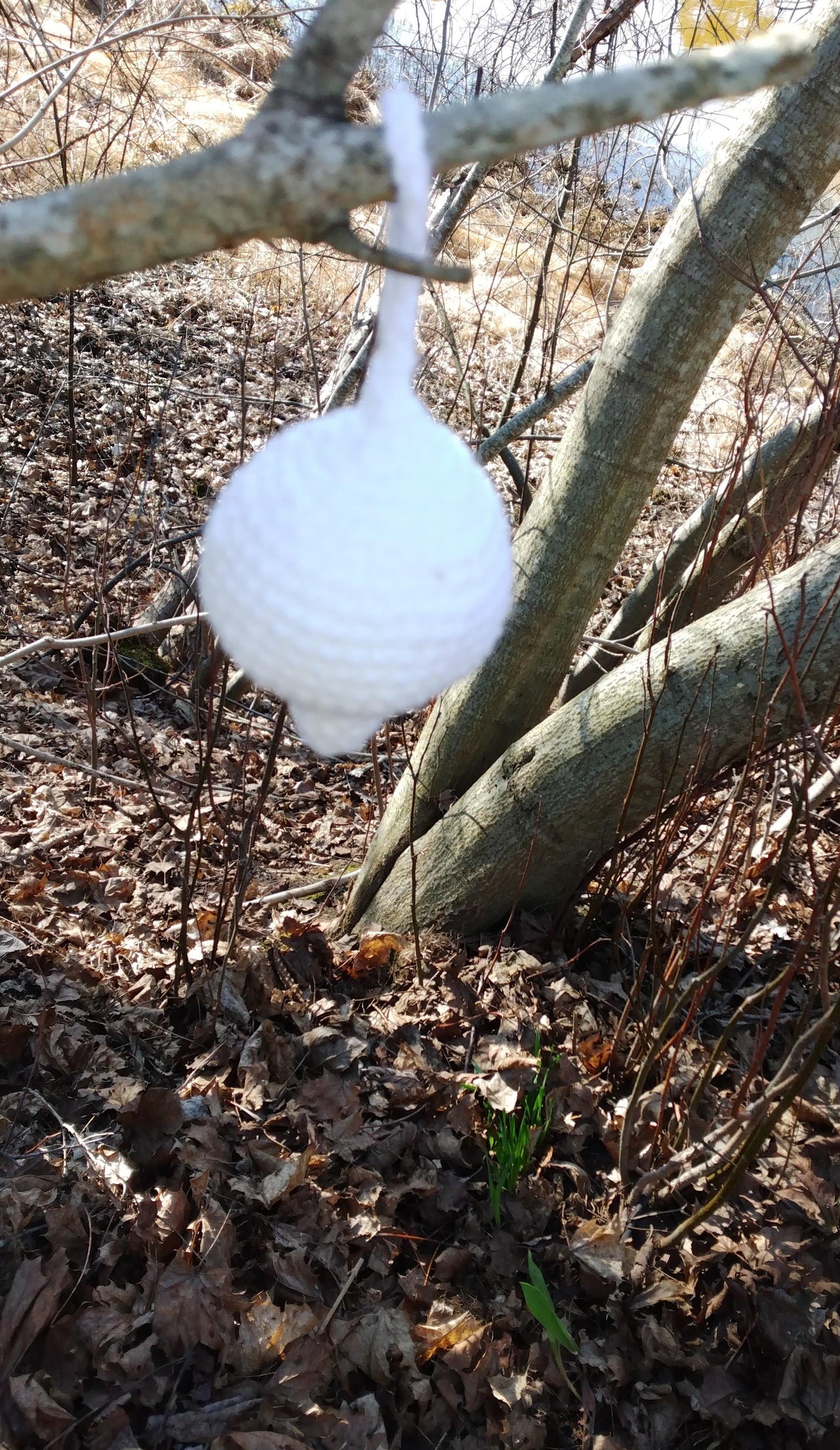 Tulip Guard Experiment – a polite but firm message to the deer: “These tulips are not on the menu!”