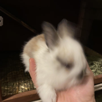 Wriggly Socks