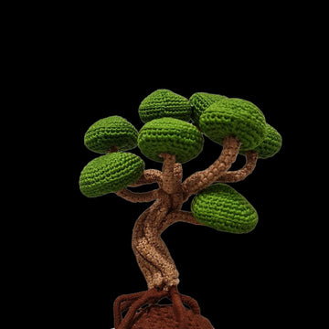 Juniper Bonsai tree