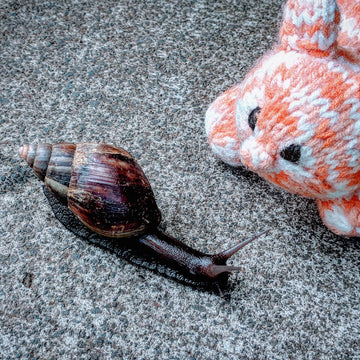 Snail Crochet Pattern
