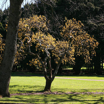 Kowhai Pullover