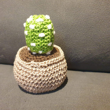 Echinopsis Cactus