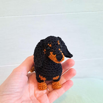 Dachshund