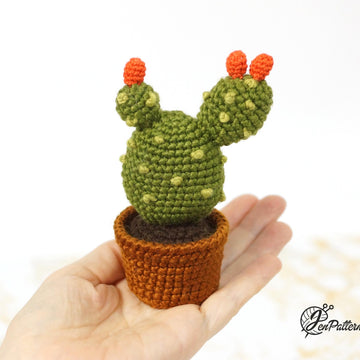 Cactus Collection