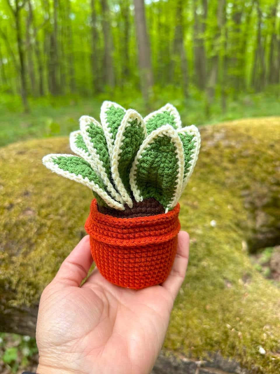 Potted Sansevieria