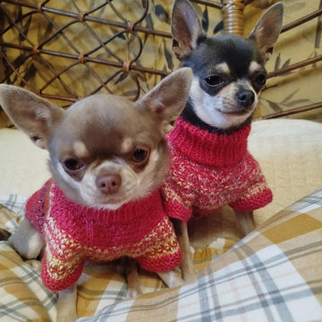 Pull Pepita