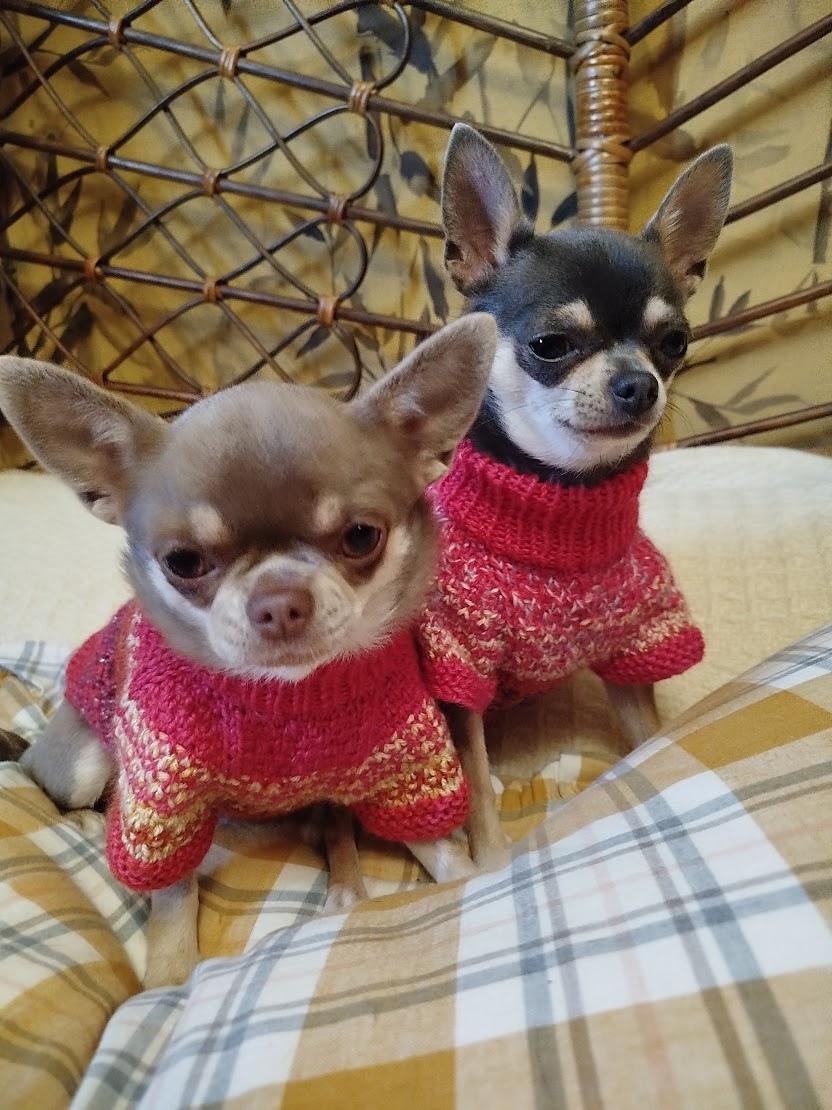 Pull Pepita