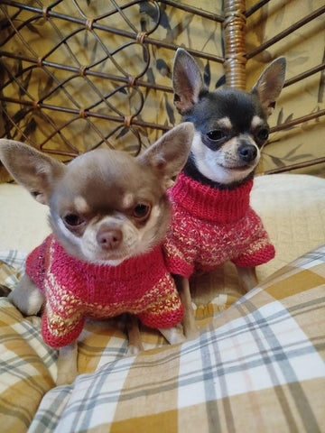Pull Pepita