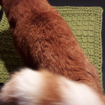 Sottogatto
