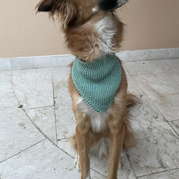 Cat & Dog Bandana