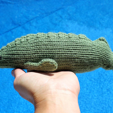 Beluga Sturgeon