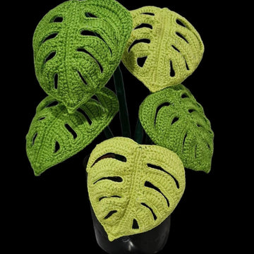 Monstera  Swiss Cheese plant