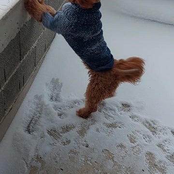 Dog Sweater Charlie No.1