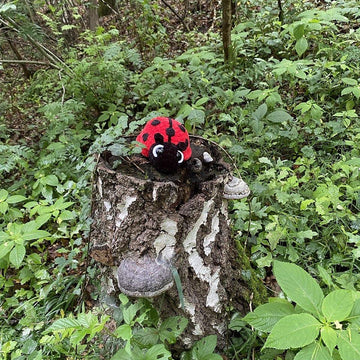 Ladybug