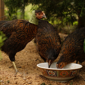 Henpecked Hood