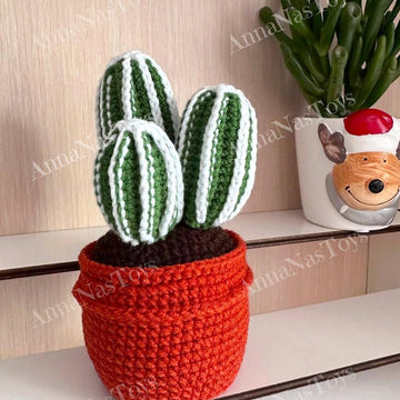 Cactus 3 in a pot