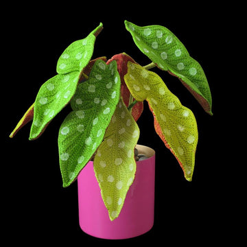 Crochet Polka Dot Begonia plant