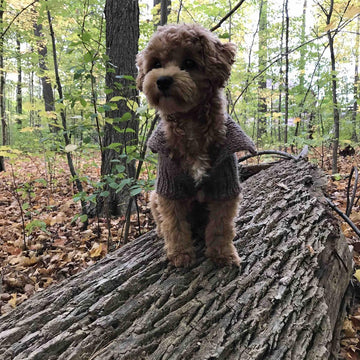 Dog Stretchy Cardigan