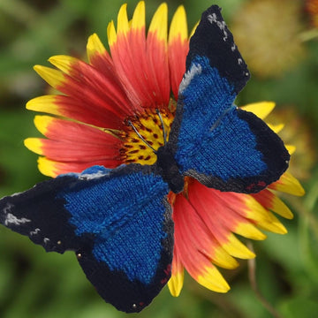 Amazonian butterflies