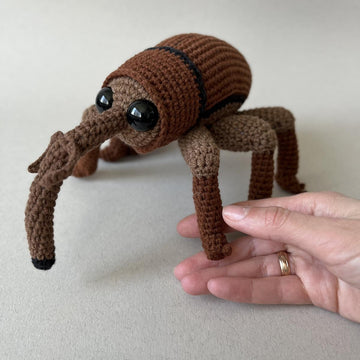 Acorn Weevil